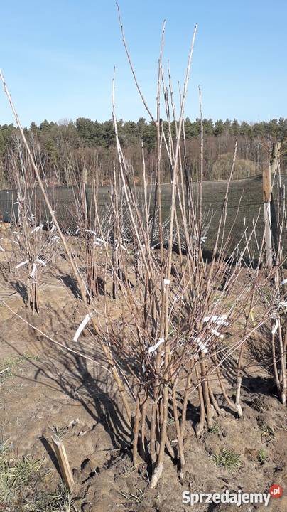 DRZEWKA OWOCOWE Brzeźno