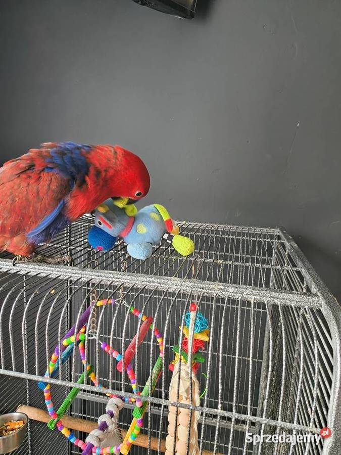 Lora wielka osfojona samica kujawsko-pomorskie Włóki