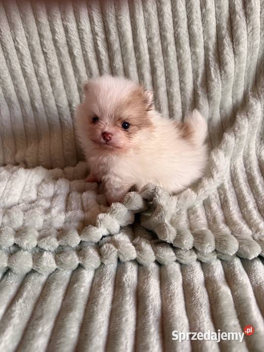 Szpic miniaturowypomeranian Zrębice