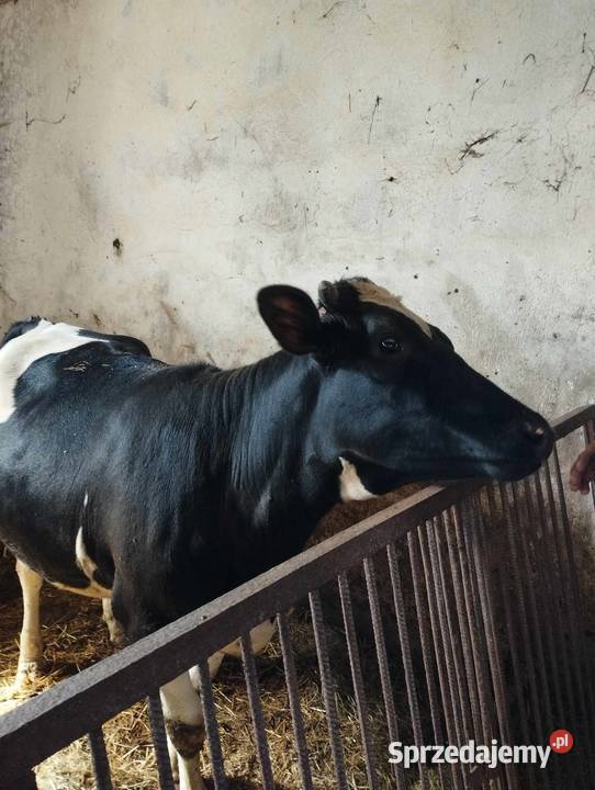 jałowka cielna Wielgomłyny