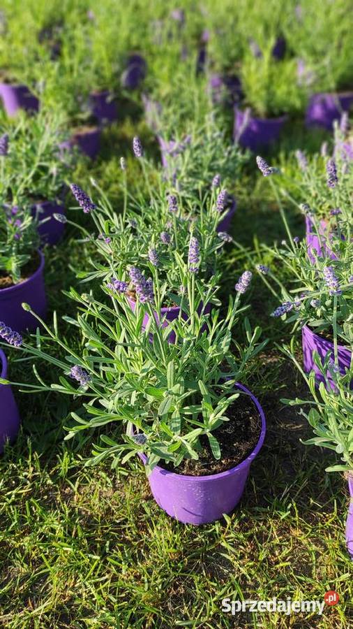 LawendaSadzonki Lawendy Ostrzeszów
