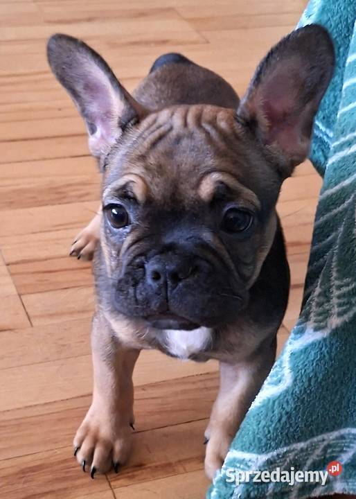 Sprzedam buldożki francuskieduczka sprzedam
