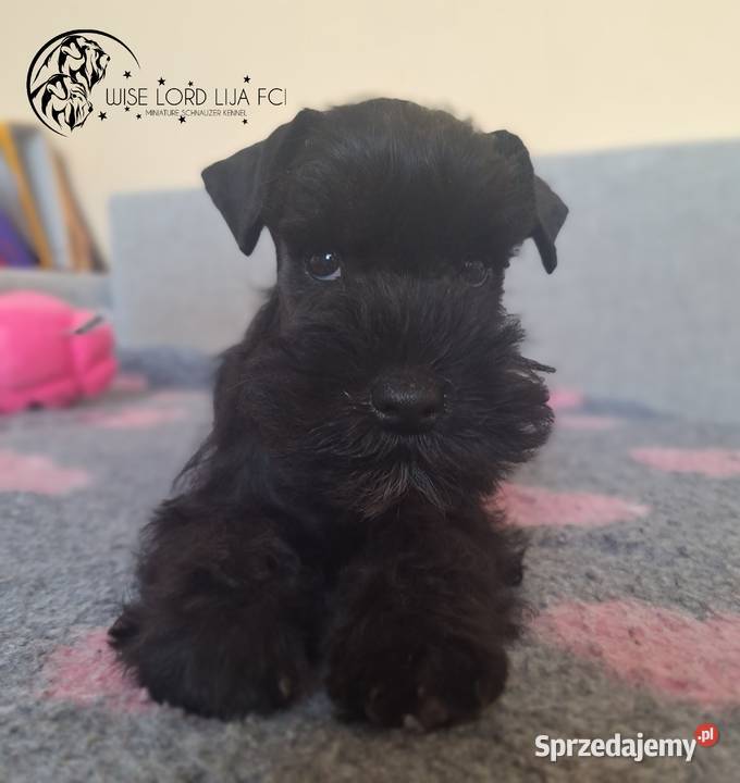 Sznaucer Miniaturowy czarny rodowód FCIZKwP Stargard