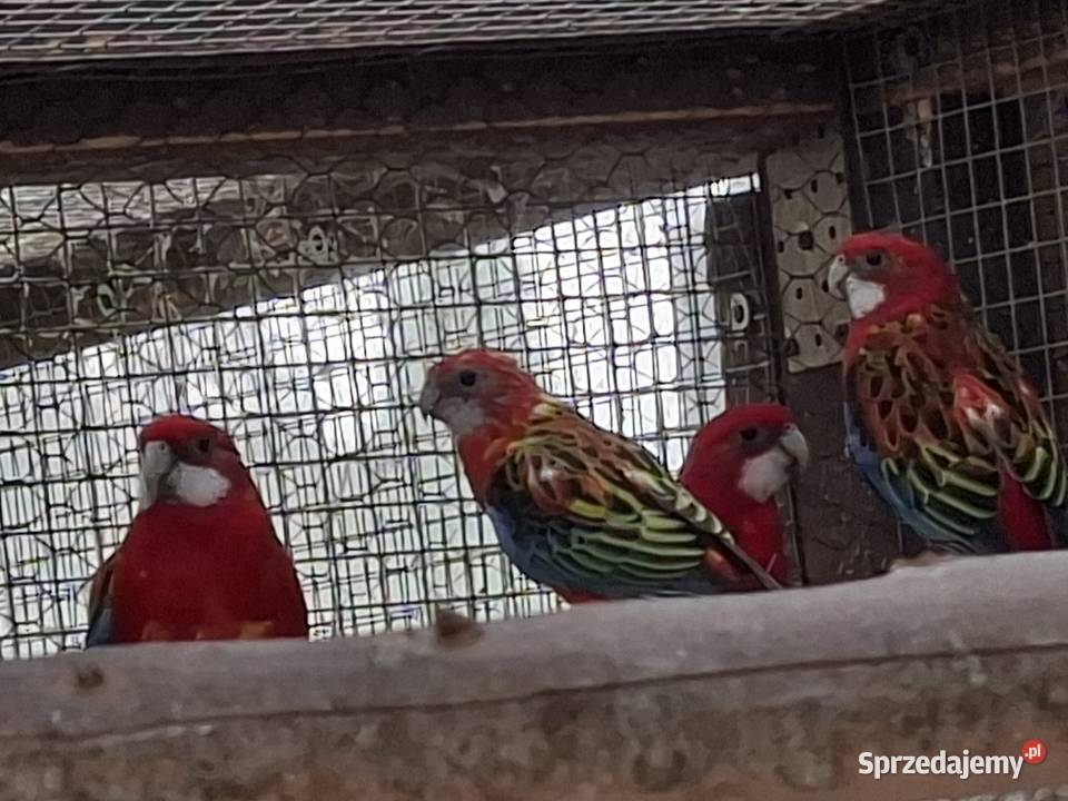 Rozelle białolice 2025 Chylice