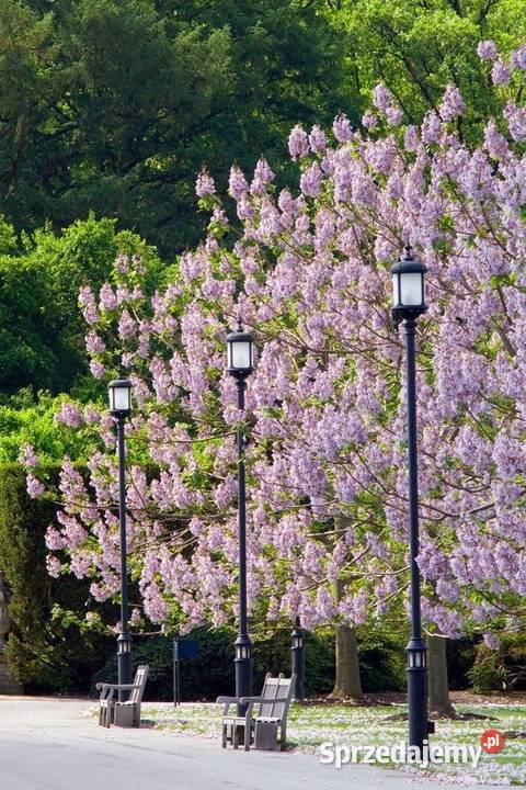 Paulownia omszona sadzonki Liściaste Biłgoraj
