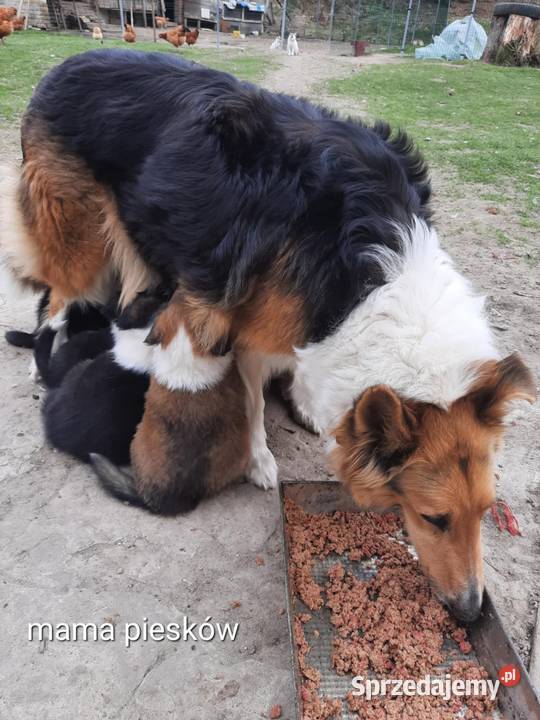 Owczarek szkocki collie Sobieska Wola Druga
