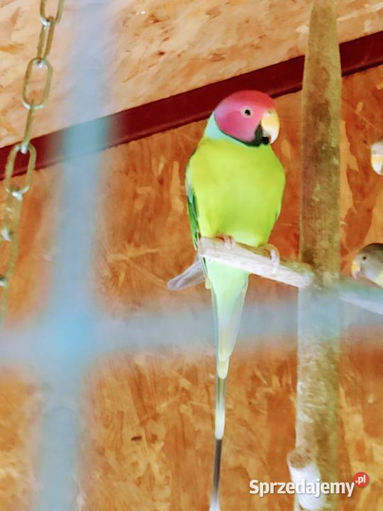 Alejsandretty śliwogłowe pary lęgowe podkarpackie Przemyśl