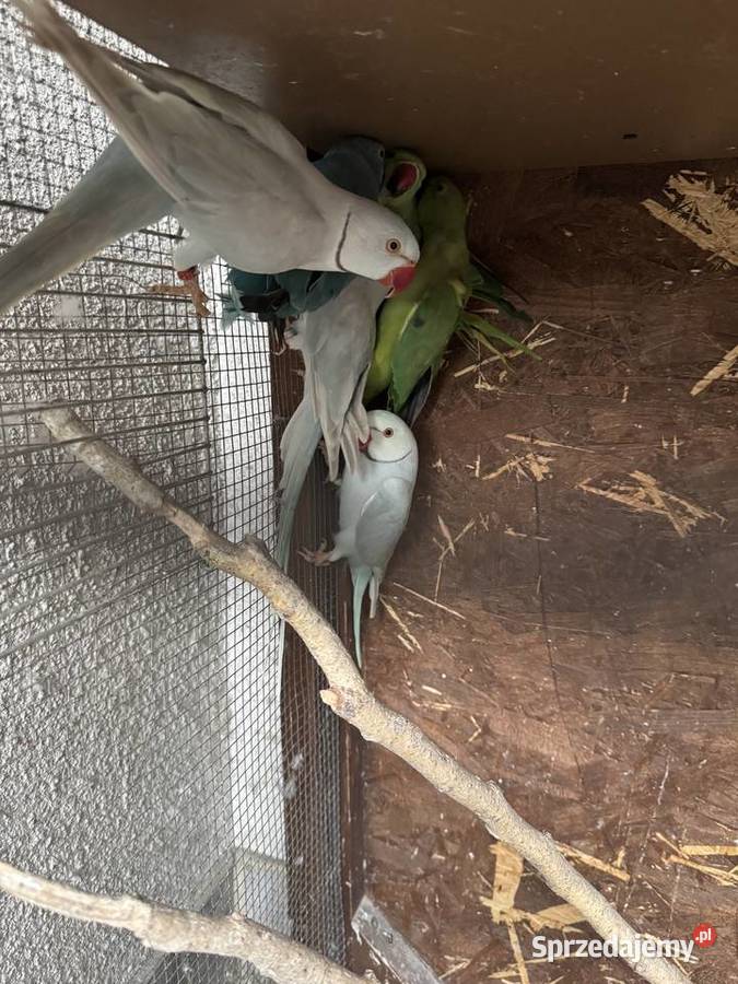 Papugi Papuga Aleksandretty Aleksandretta Warszawa