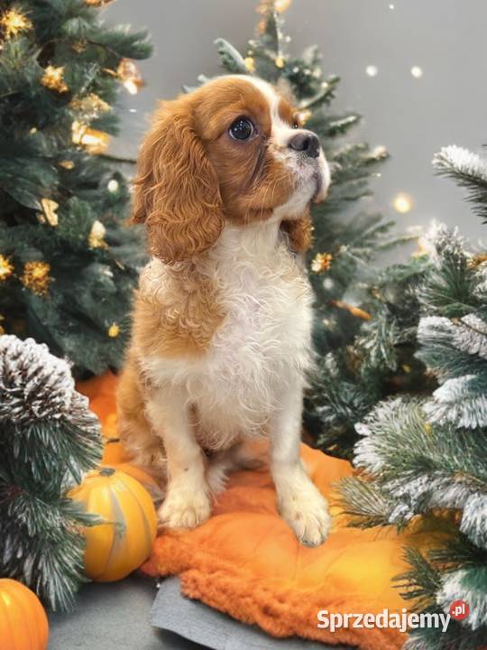 Piesek Cavalier King Charles Spaniel BLENHEIM Limanowa