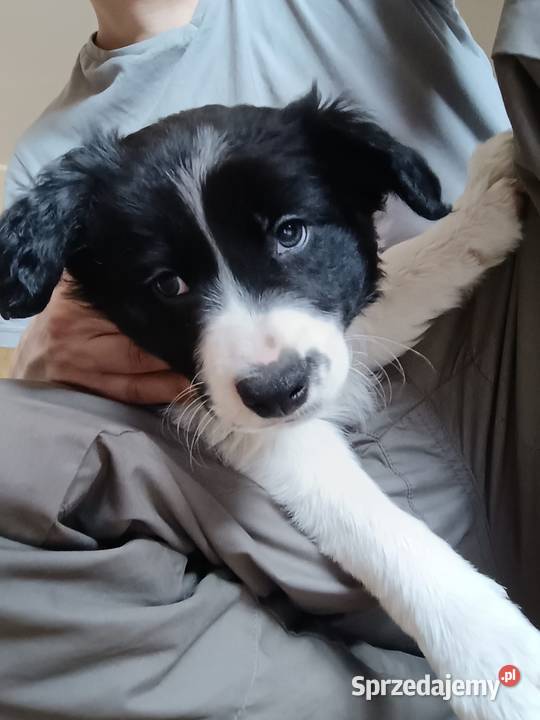Border collie Stankowo