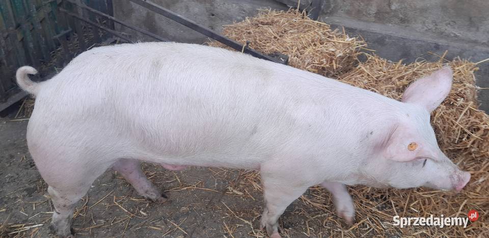 Knurek PBZ x WBP Trzoda chlewna wielkopolskie Strzałkowo