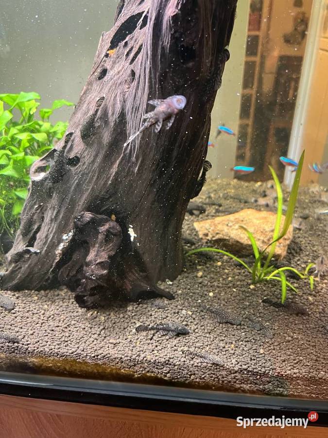 Kosiarki duże glonojady małe Ryby Zwierzęta