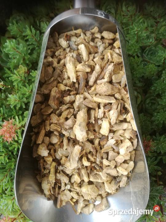 Rdestowiec sachalinski korzen Polska Baranowo sprzedam