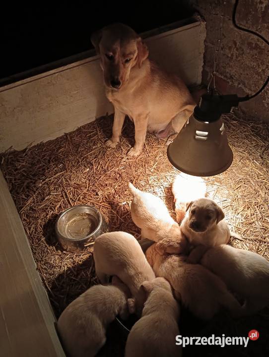Labrador Retriever z Rodowodem Przemęt