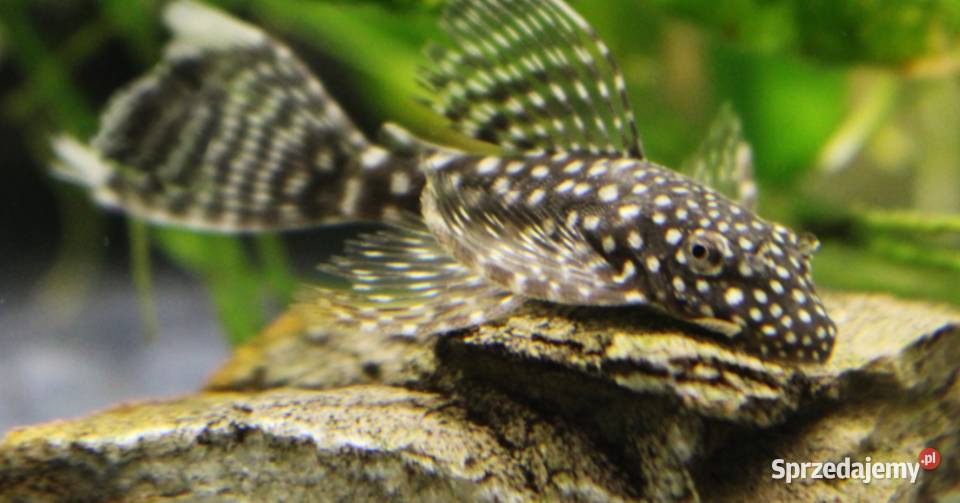 Glonojad weloniasty Zbrojnik niebieski odmiana pomorskie Gdańsk sprzedam