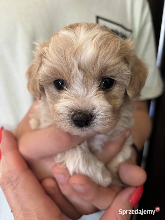 Maltipoo iniaturka do 15 F1 sprzedam