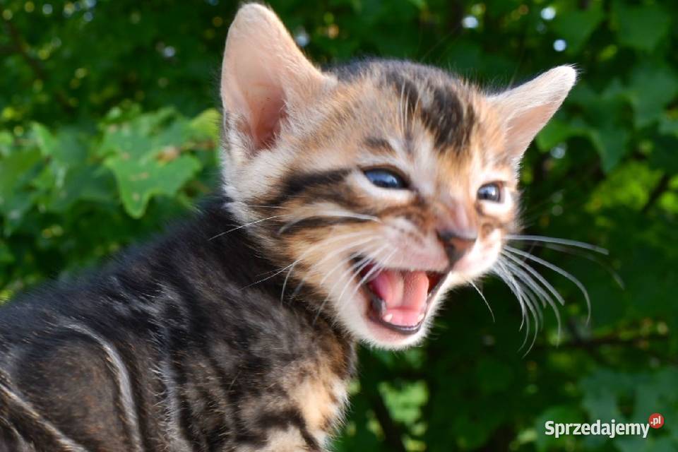 Principessa Bengals kot bengalski kocięta Łódź