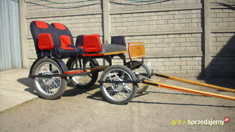 KLACZ KUCA SZETLANDZKIEGO Pleszew sprzedam