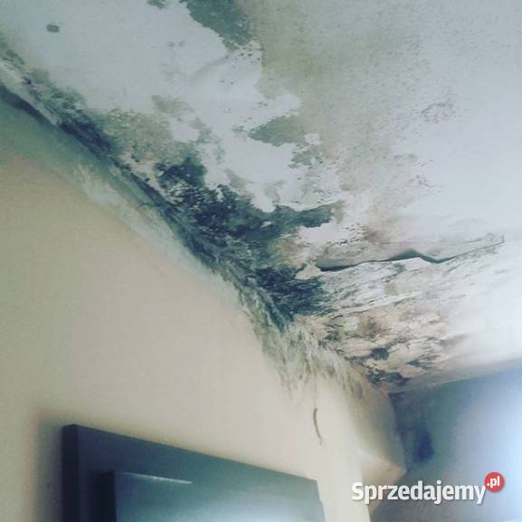 Ozonowanie odgrzybianie Odgrzybianie mieszkań i Osuszanie i odgrzybianie Gniezno