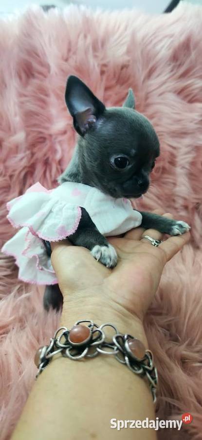 Gotowa Do OdbioruNiebieska Mini Chihuahua Ciszkowo sprzedam