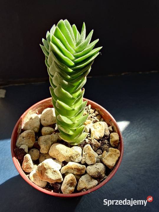 Crassula Kimnachi Buddhas Temple grubosz