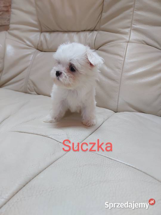 Maltańczyk suczka mini