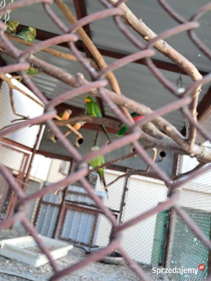 Sprzedam papugi barabandy aleksandrety zeberki Pińczów