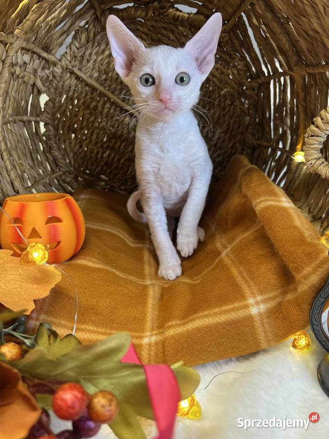 Cornish rex kotka dziewczynka cudowna do wielkopolskie Poznań
