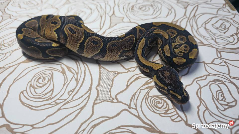 Wąż pyton królewski python regius samiec dolnośląskie Wrocław