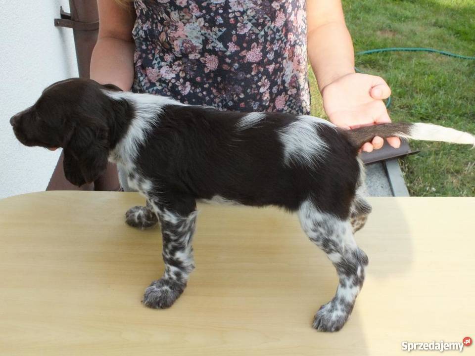 Płochacz Niemiecki Wachtelhund z metryką ZKwP łódzkie Bełchatów sprzedam