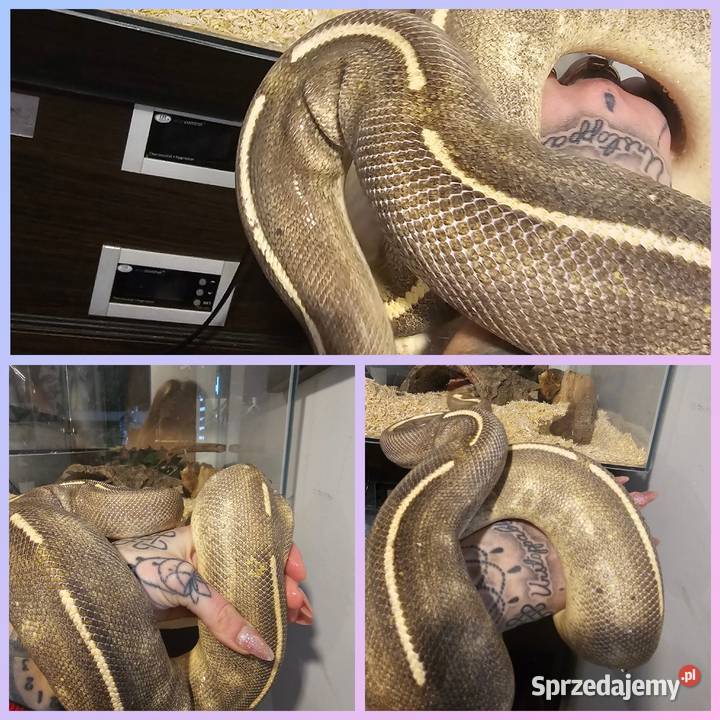 Sprzedam hodowle pytonow królewskich Koszalin sprzedam