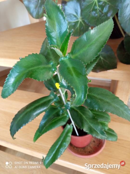 A może żyworódkę Białystok