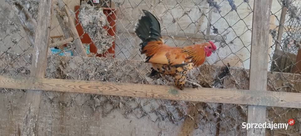 Sprzedam koguty kolorowe Tokarówka