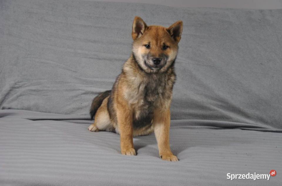 Shiba Inu Śliczny piesek z rodowodem Kamienna Góra sprzedam