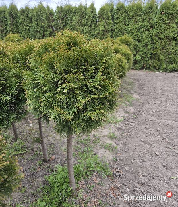 Tuje Szmaragd Kule 100 Piękne i Gęste Mąkolno Ogród wielkopolskie