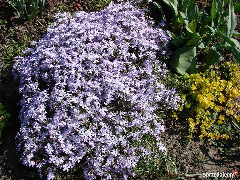 Byliny kwiaty do ogrodu różne Skoczów
