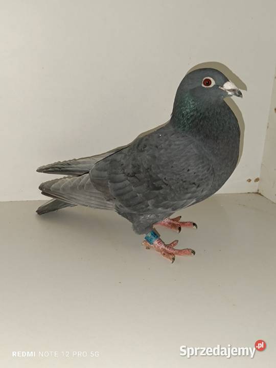 Gołębie pocztowe likwidacja hodowli Włocławek