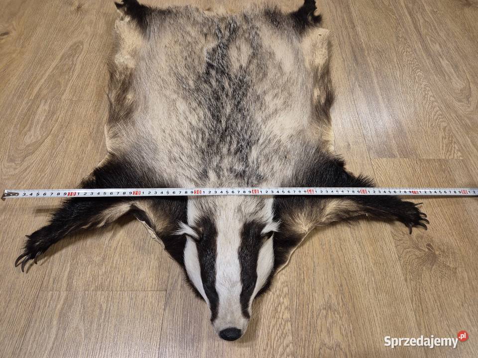 świeża skóra z borsuka Lutomiersk