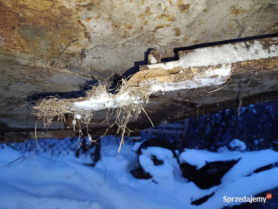 Kosiarka tłuka Dęblin