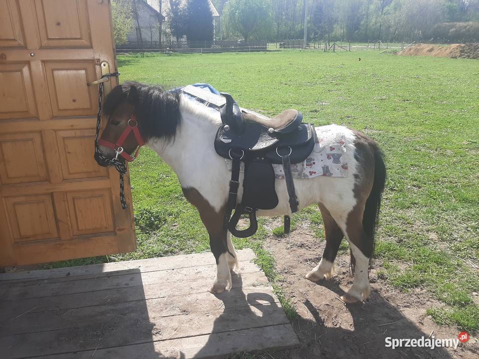 Kucyk klacz źrebna Wielopole