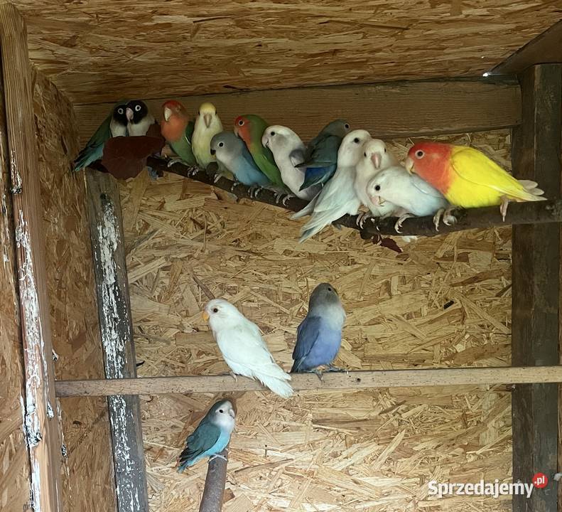 Nierozłączki Czarnogłowki czerwonoczelne mazowieckie