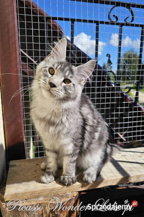 Srebrzysty mruczący kocurek Maine Coon Gdańsk sprzedam