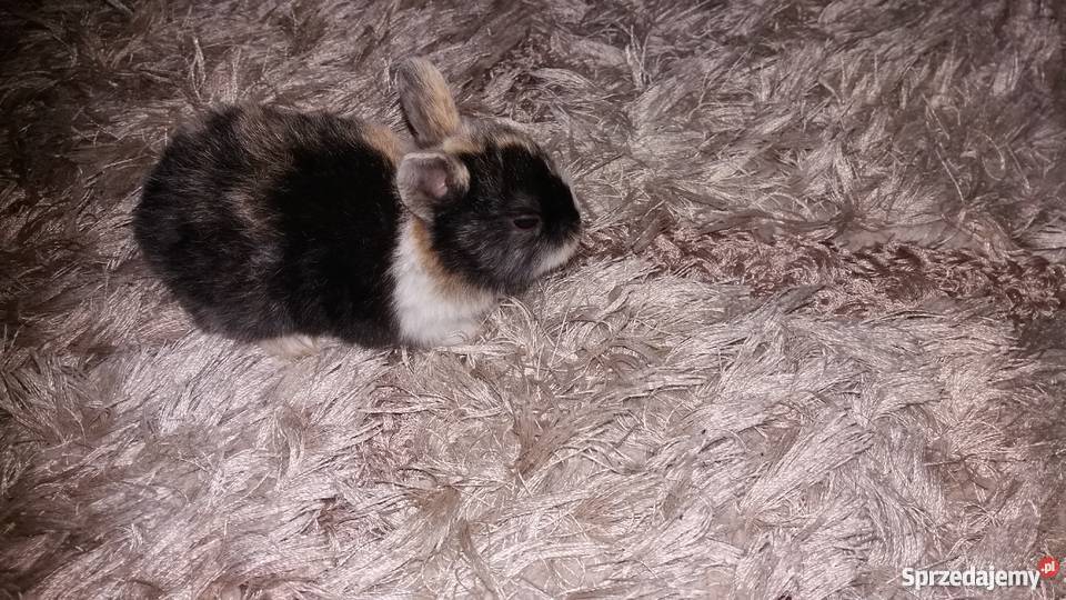 Króliki miniaturki rex Łódź