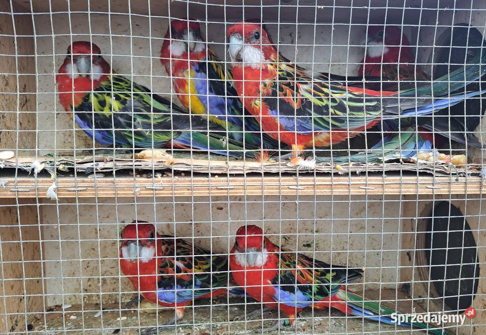 Rozelle królewskie białolice żółtolice