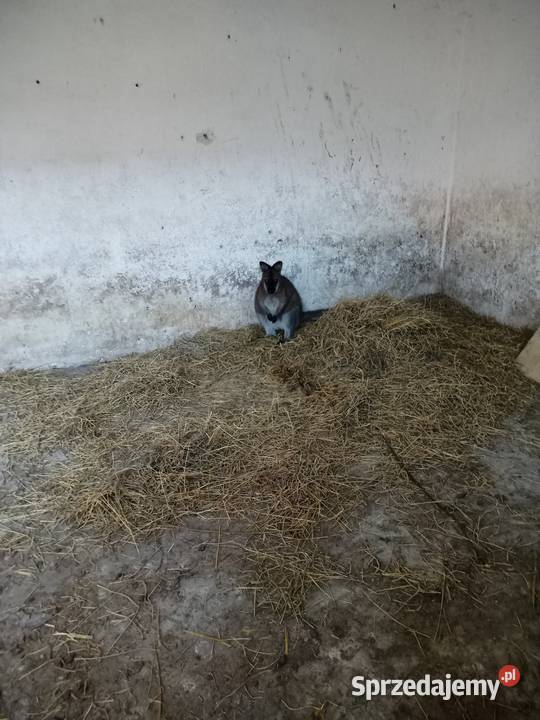 Kangur walabia