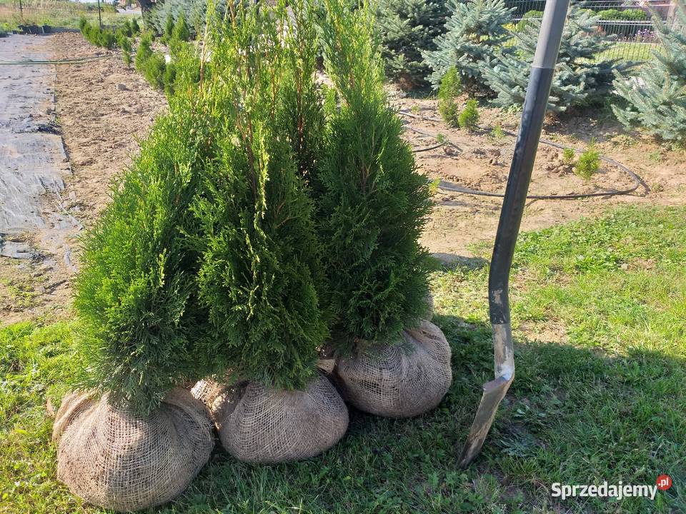 Tuja Thuja Smaragd Szmaragd Śniadka Druga