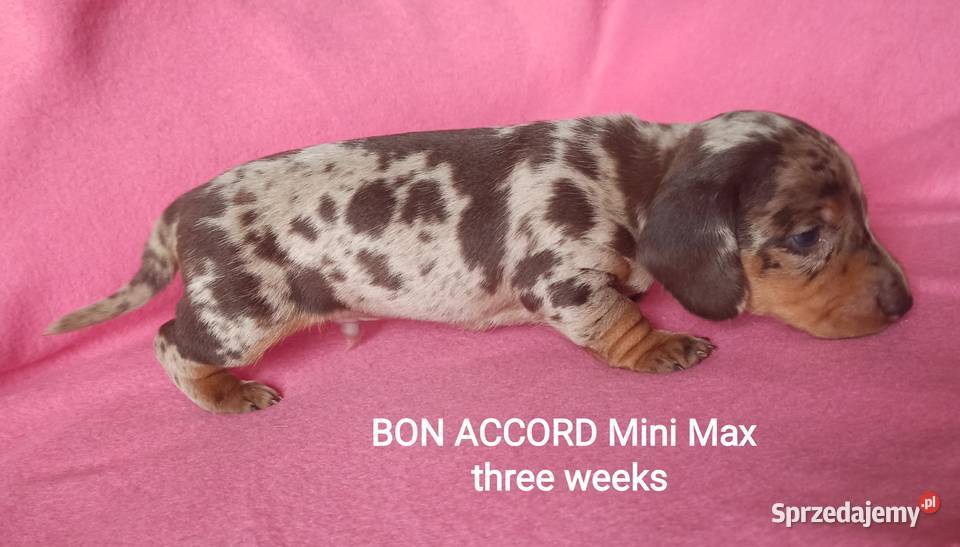 Jamniki krótkowłose króliczeminiaturowe FCI Kraków