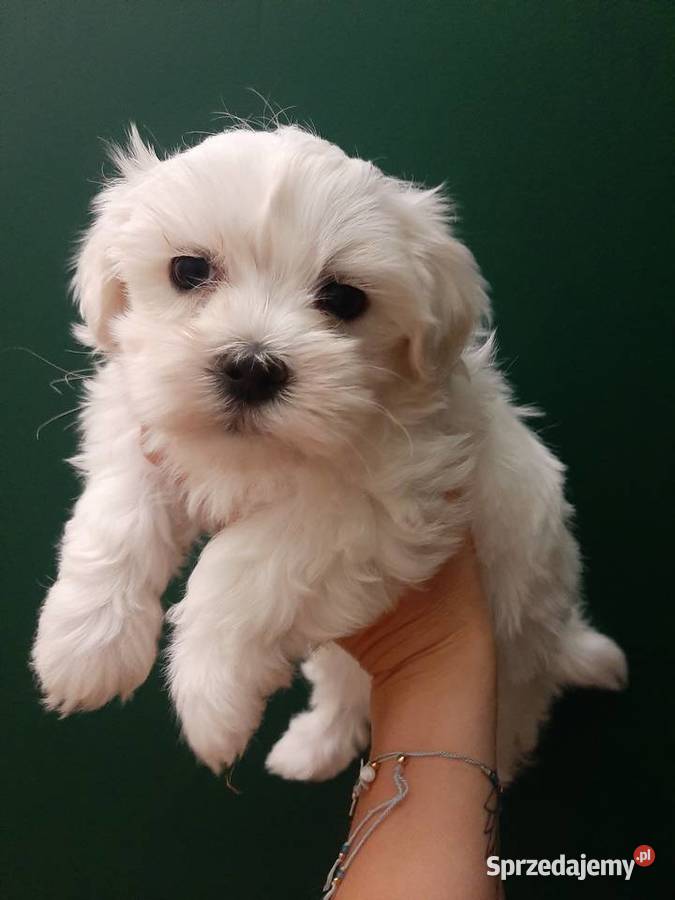 Maltańczyk ZHPR rodowód dostępne zaraz