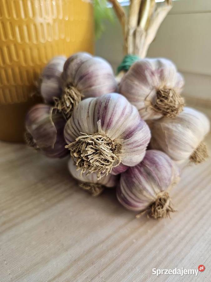 Czosnek przemysłowy Harnaś kilówka polski ostry Produkcja roślinna małopolskie Kraków sprzedam