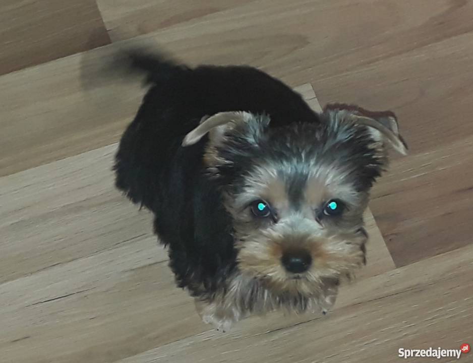 oddam Psy Łagiewniki Nowe